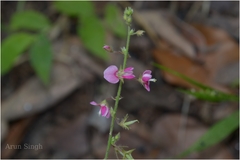 Pseudarthria viscida